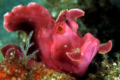 Rhinopias .